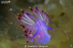 Roaming unusual grounds...  this Flabellina was on kelp m... by Gaetano Gargiulo 